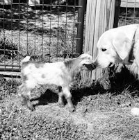 a black and white photo of a dog and a goat