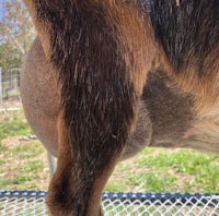 a goat standing on a metal fence