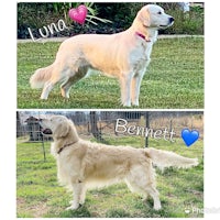 two pictures of a golden retriever and a golden retriever