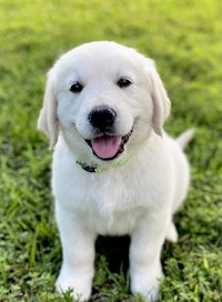 a white puppy sitting on the grass