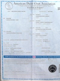 an american dairy goat association certificate