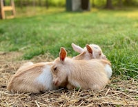 two baby goats laying in the grass