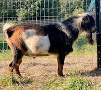 a goat standing next to a fence in a field