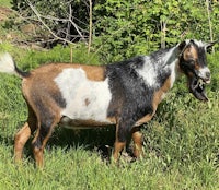 a goat standing in a grassy area