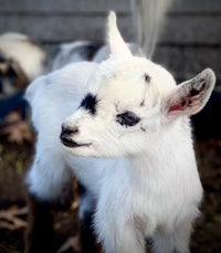 a baby goat is standing next to a fence