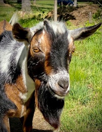 a goat is standing in a grassy area